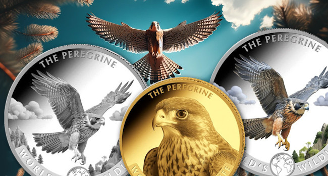 Kongo Wildlife: Der Wanderfalke ist da! Gold & Silber