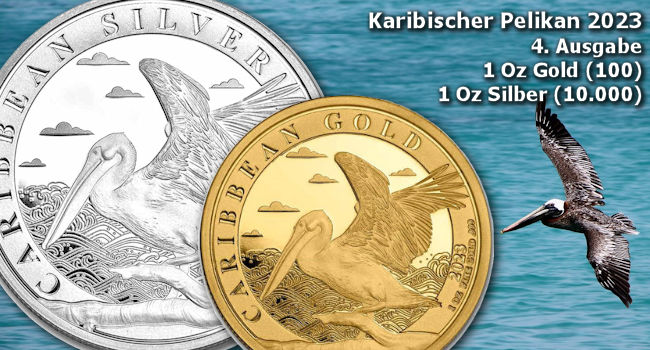 Karibischer Pelikan 2023