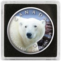 Kanada - 5 CAD Maple Leaf Wildlife Eisbr 2021 - 1 Oz Silber Color