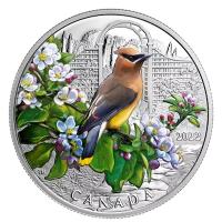 Kanada - 20 CAD Farbenfrohe Vögel: Zedernseidenschwanz 2022 - 1 Oz Silber