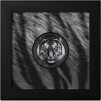 Cook Island - 5 CID Black and White - Tiger 2025 - 1 Oz Silber Color