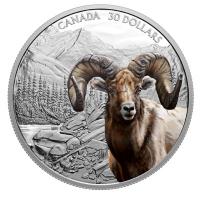 Kanada - 30 CAD Koloriertes Dickhornschaf 2020 - 2 Oz Silber