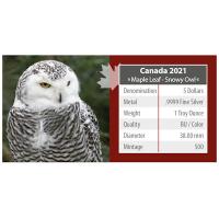 Kanada - 5 CAD Maple Leaf Wildlife Schneeeule 2021 - 1 Oz Silber Color