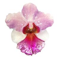 Niue - 2 NZD Blumenserie (2.) Orchidee 2020 - 1 Oz Silber