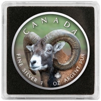 Kanada - 5 CAD Maple Leaf Wildlife Dickhornschaf 2021 - 1 Oz Silber Color