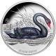 Niue - 1 NZD Trauerschwan (Black Swan) 2024 - 1 Oz Silber PP Color 